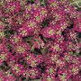 Алиссум Easter Bonnet Deep Rose1